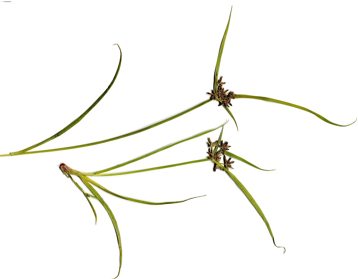 Cyperus fuscus (Cyperaceae)